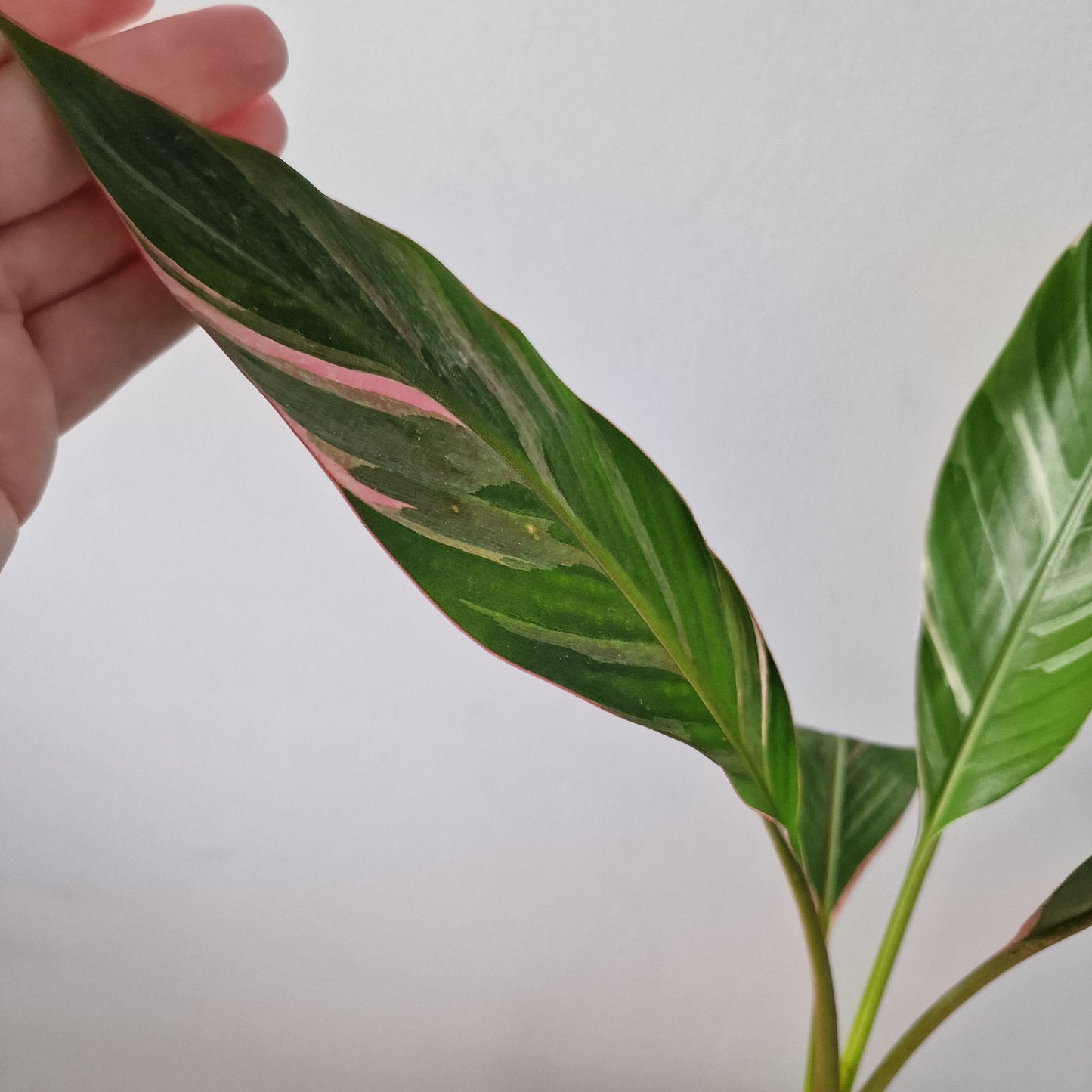 Musa Nono Rare Houseplant approx 40cm tall 10.5cm pot (1)