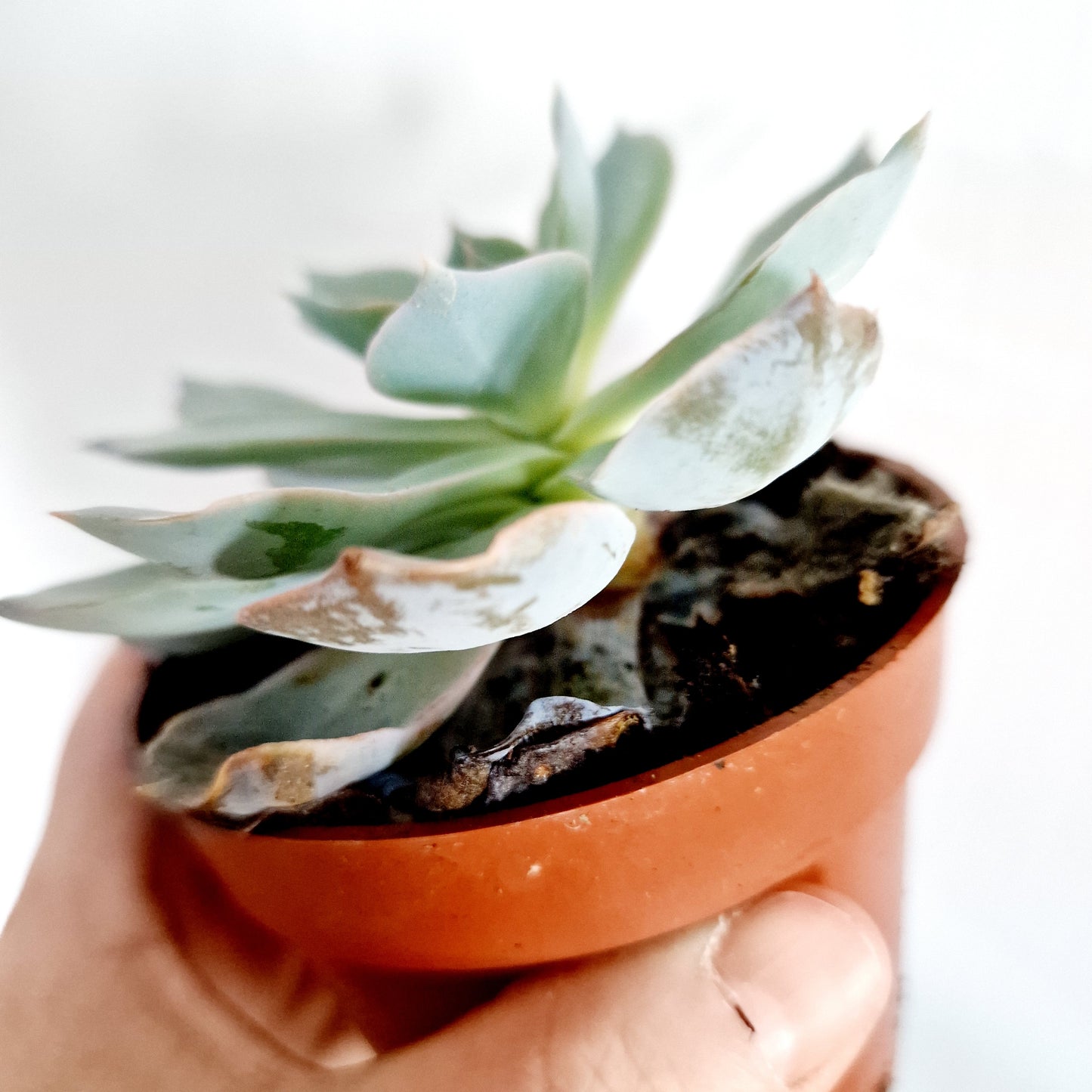 Succulant Houseplant Rehab 8.5cm pot