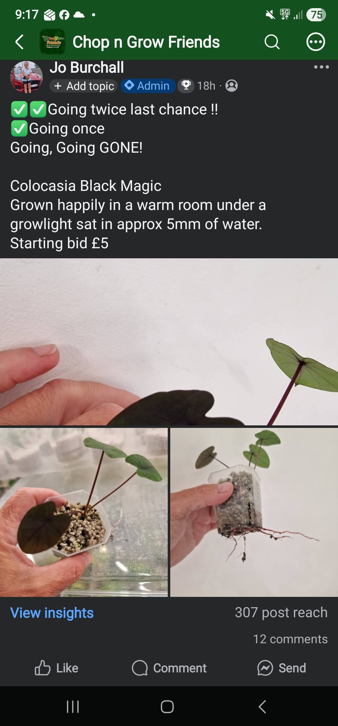 Chop n Grow Friends sale - Vera Black Magic