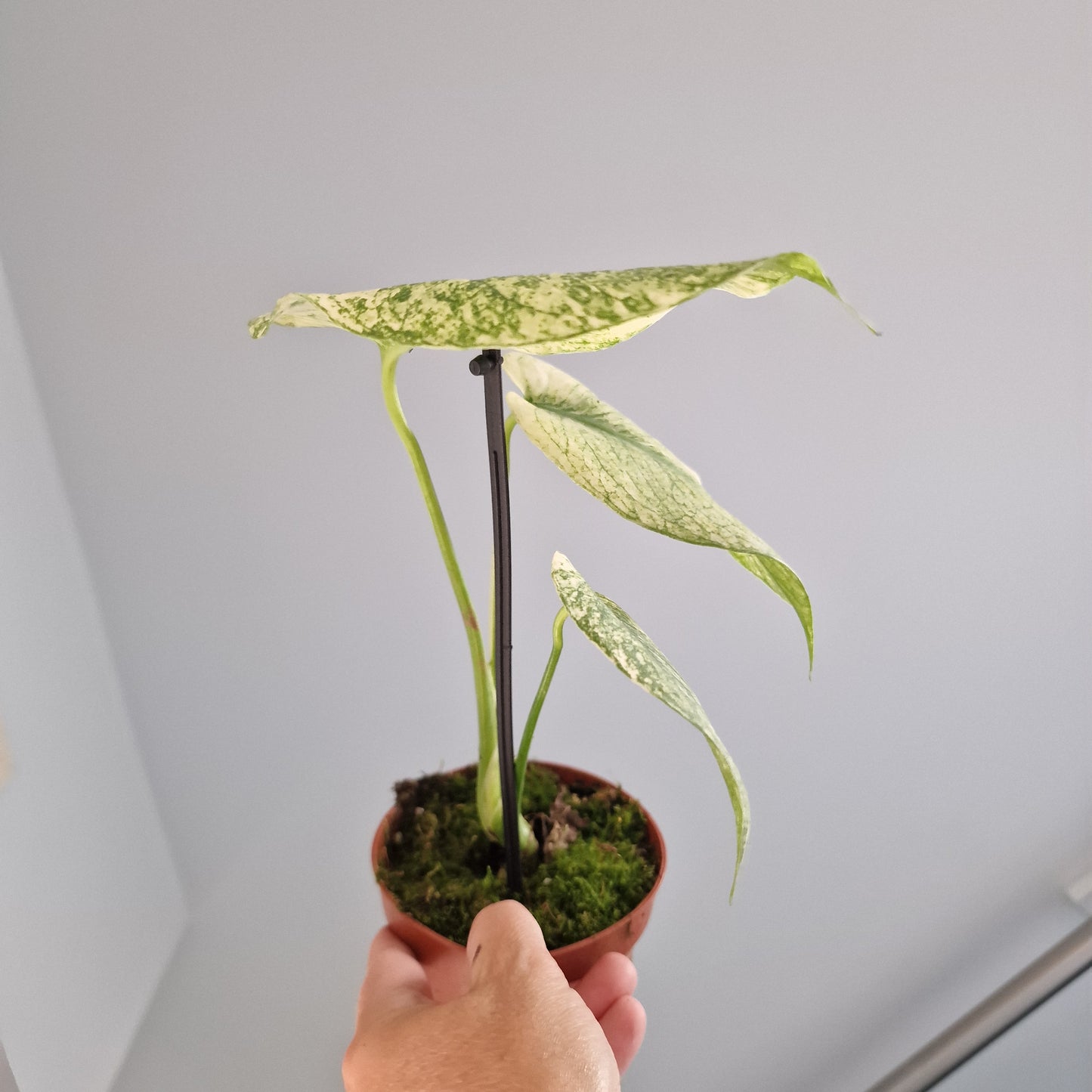 Monstera Mint Rare Houseplant 10.5cm pot (f)