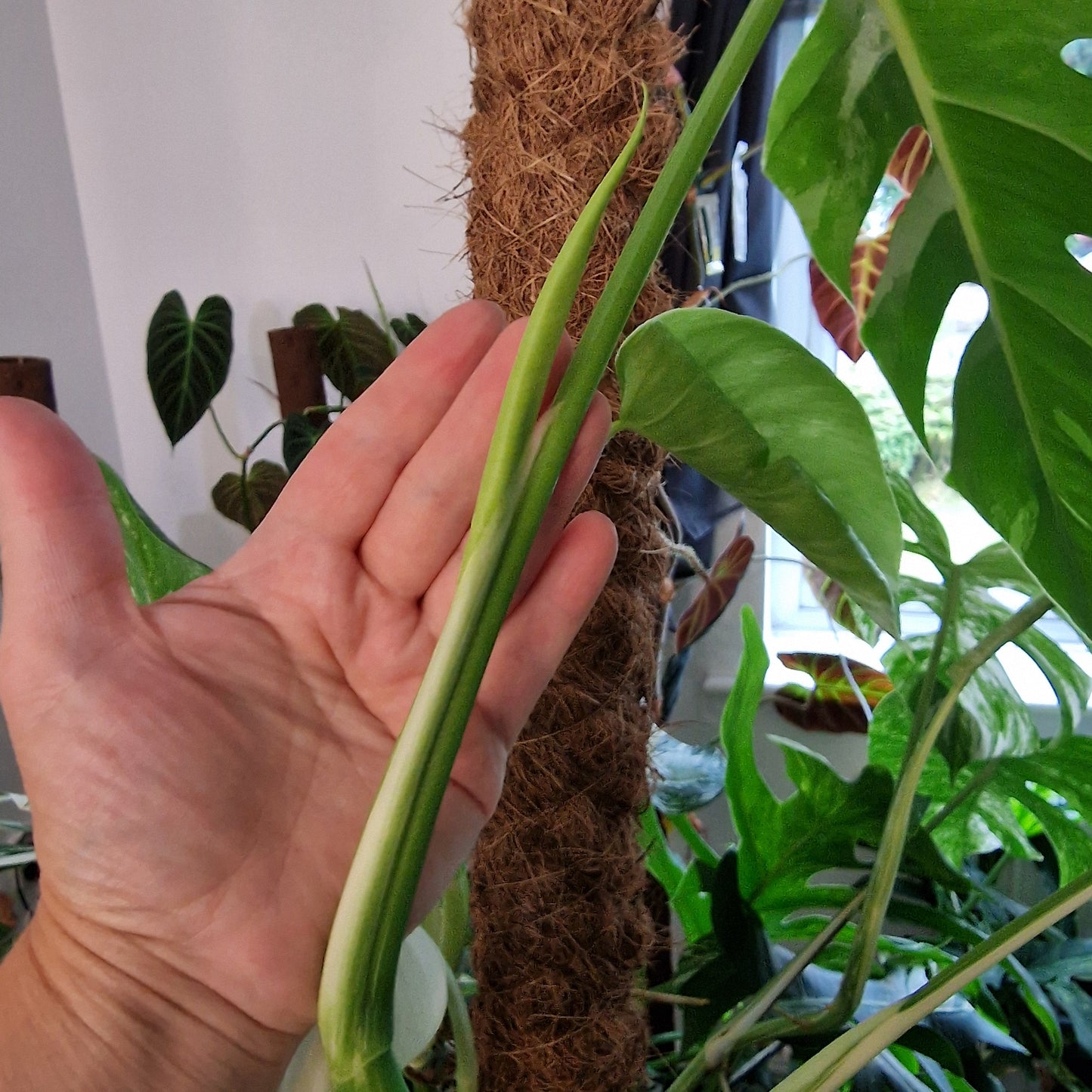 Monstera Albo Top Cutting (3)