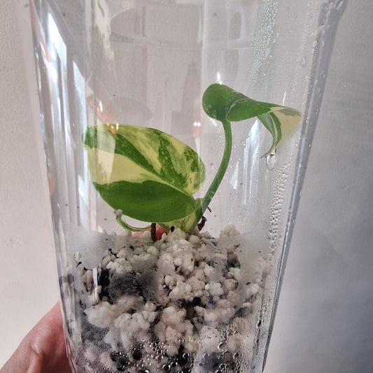 Monstera Lemon Lime ‘Pom Pom’ - Young Exact TC Plant (#3) See Description