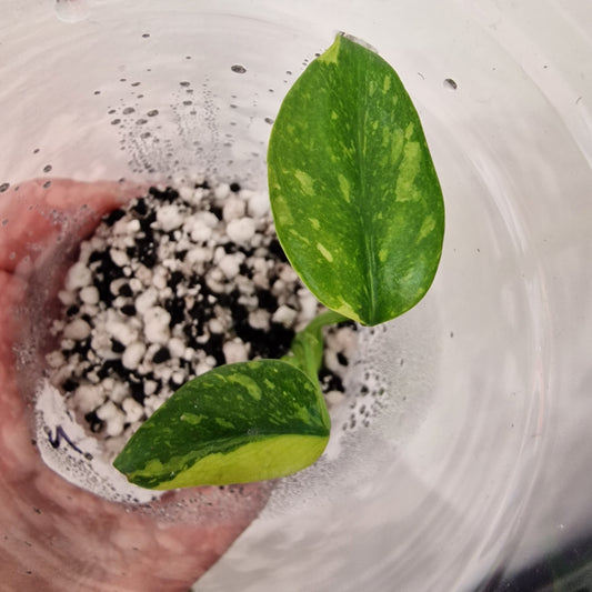 Monstera Electrolight Variegated – Young Plant – Exact Plant #2