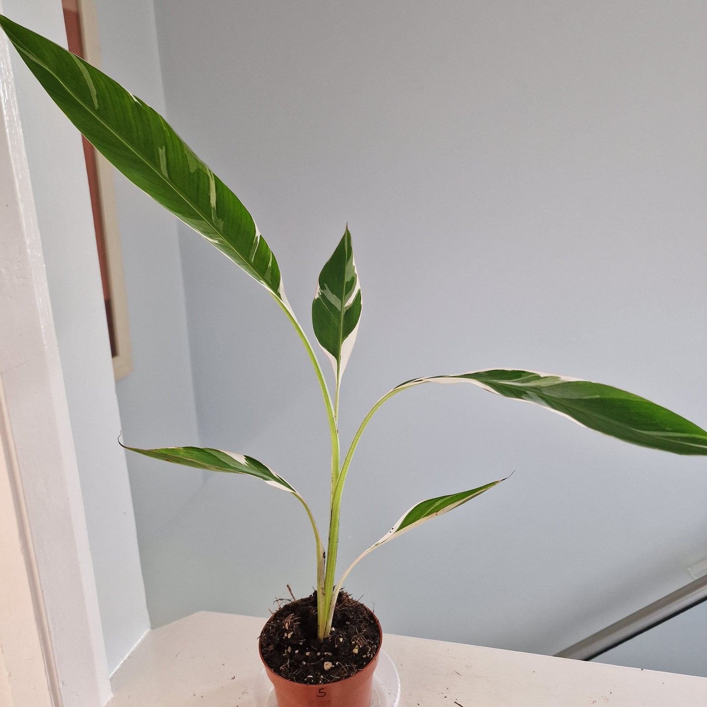 Musa Florida Rare Houseplant approx 40cm tall 10.5cm pot (5)