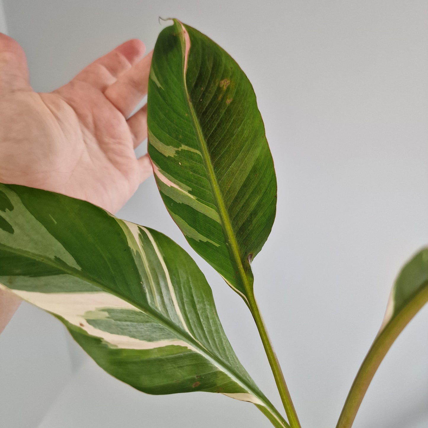 Musa Nono Rare Houseplant approx 50cm tall 10.5cm pot (8)
