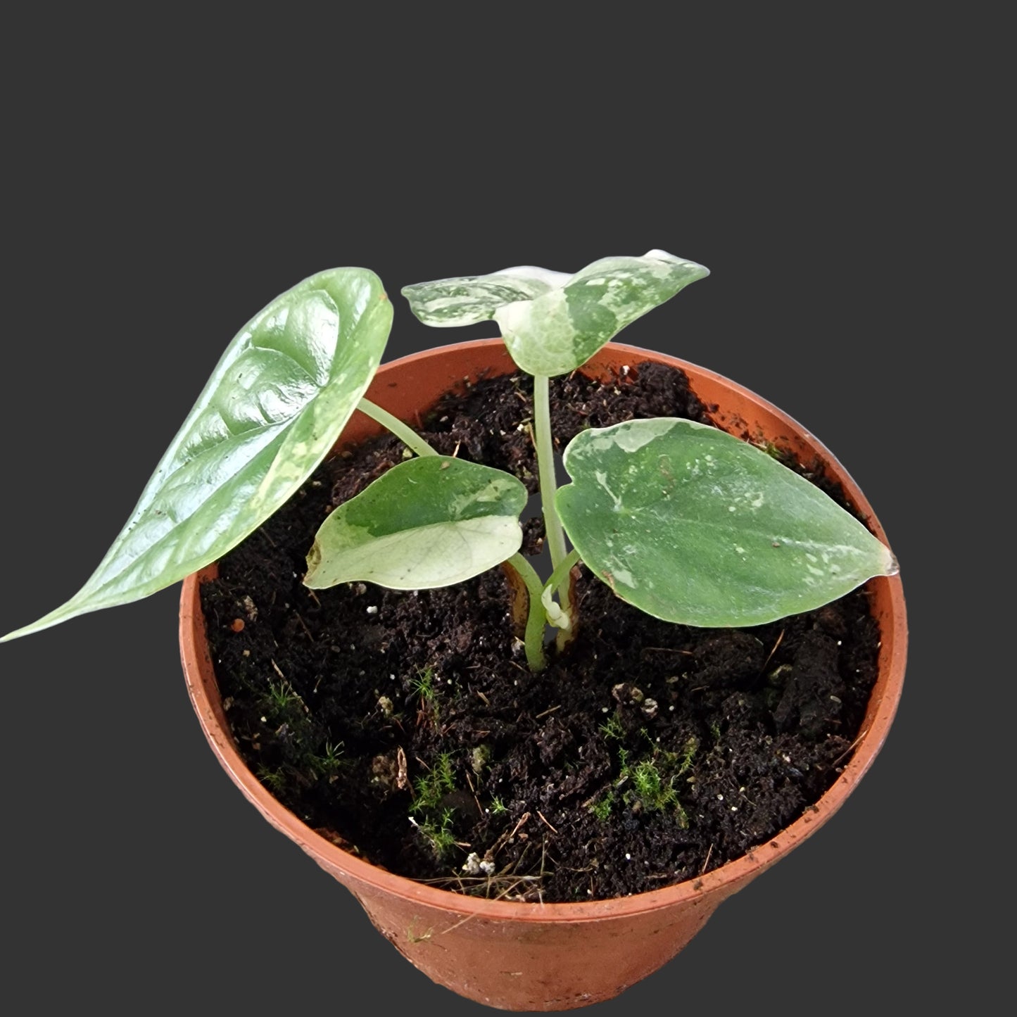 Alocasia Dragon Scale Variegata Rare Houseplant 10.5cm pot (2)