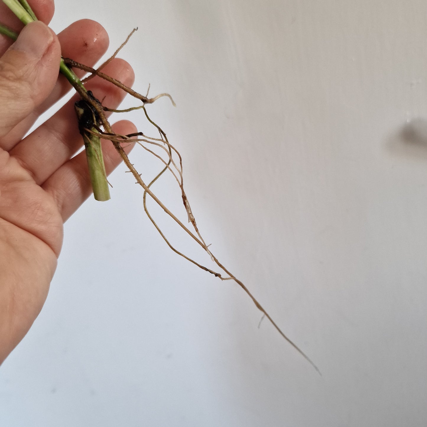 Monstera Laniata Top Cutting rooting in Water