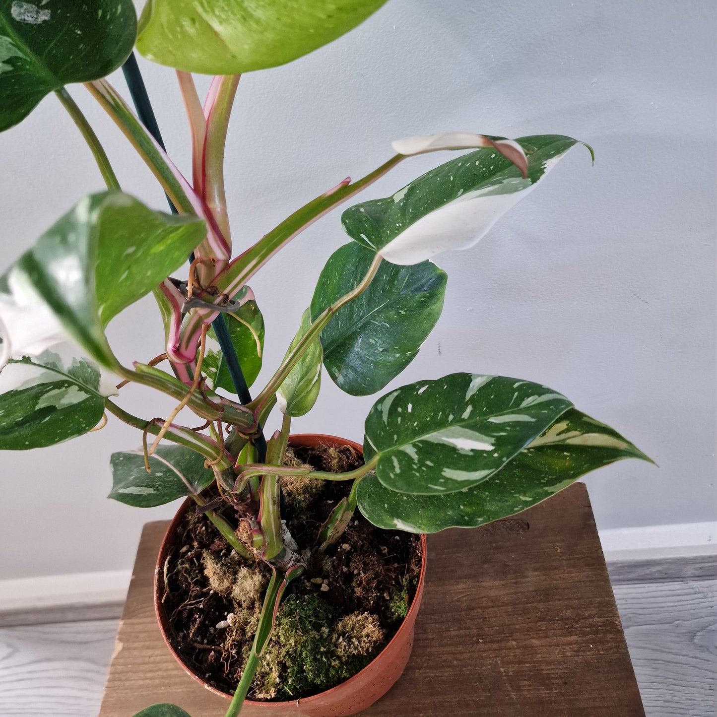 Philodendron Fresh Aurea Rare Houseplant 17cm pot