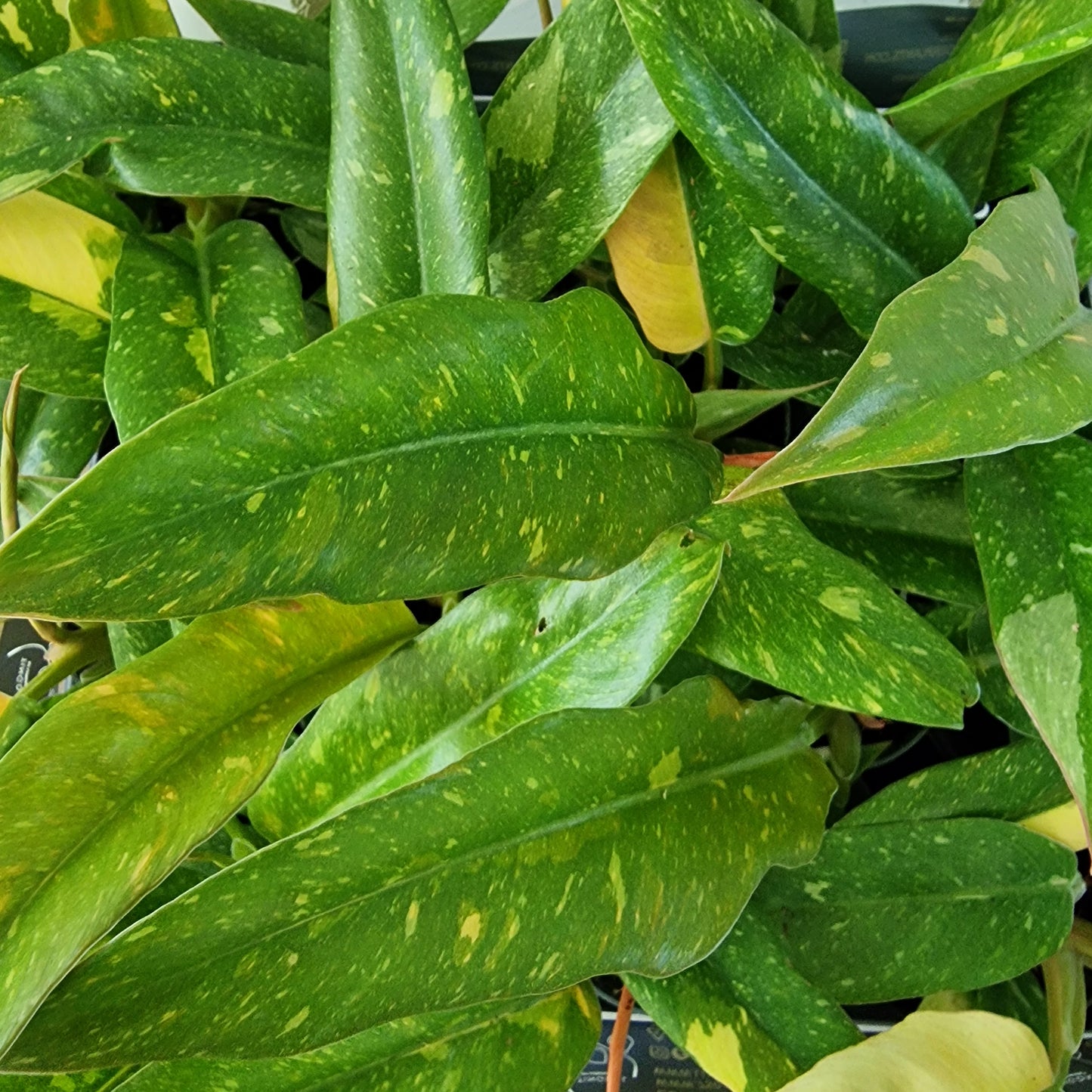 Philodendron Ring of Fire – 6cm Pot