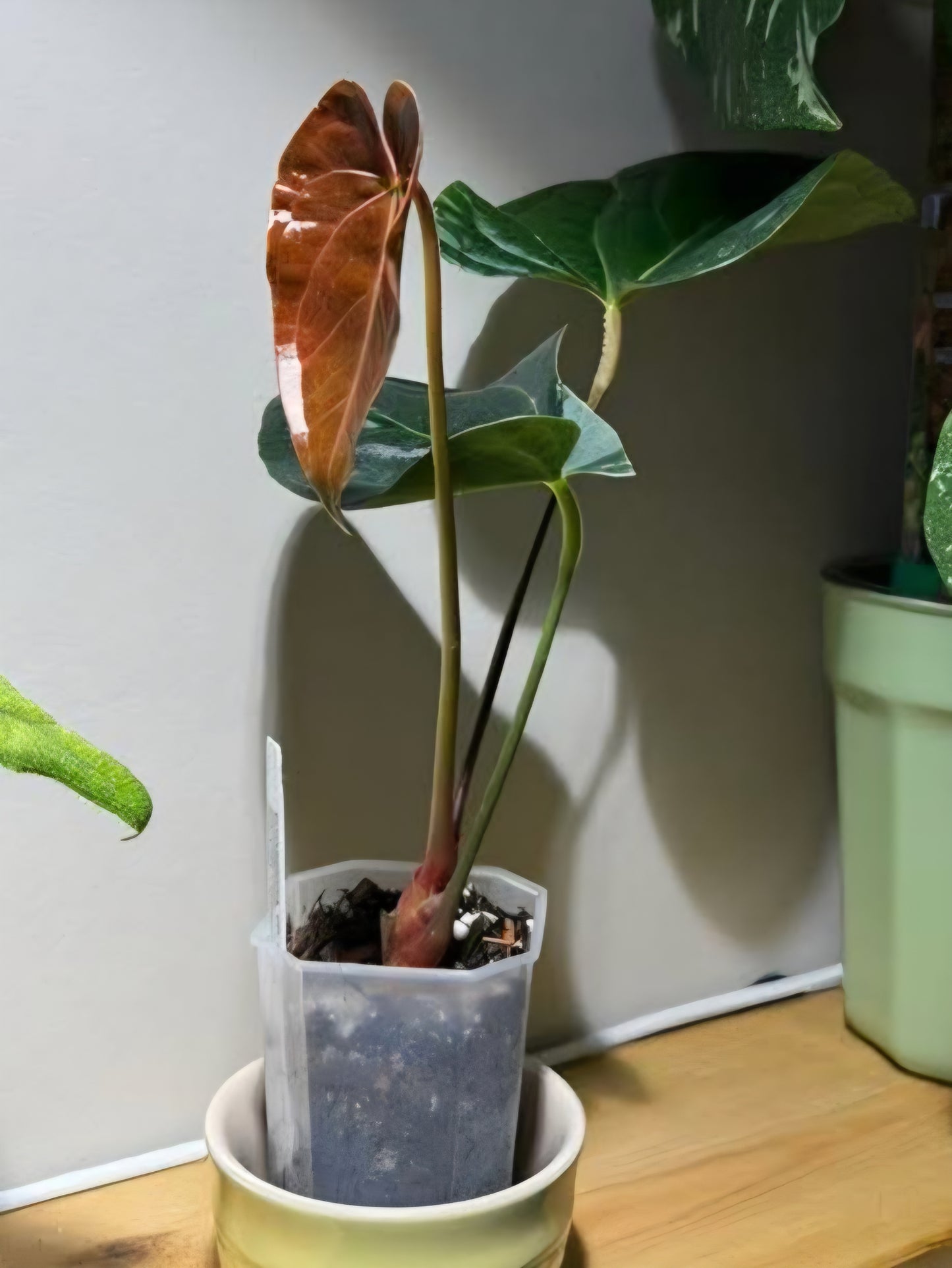 Plastic Semi Transparent Tower Aroid Plant Pots - various sizes available