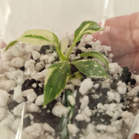 PRE-ORDER – Philodendron Gloriosum No2 (Variegated) – Young Exact TC Plant (#5)