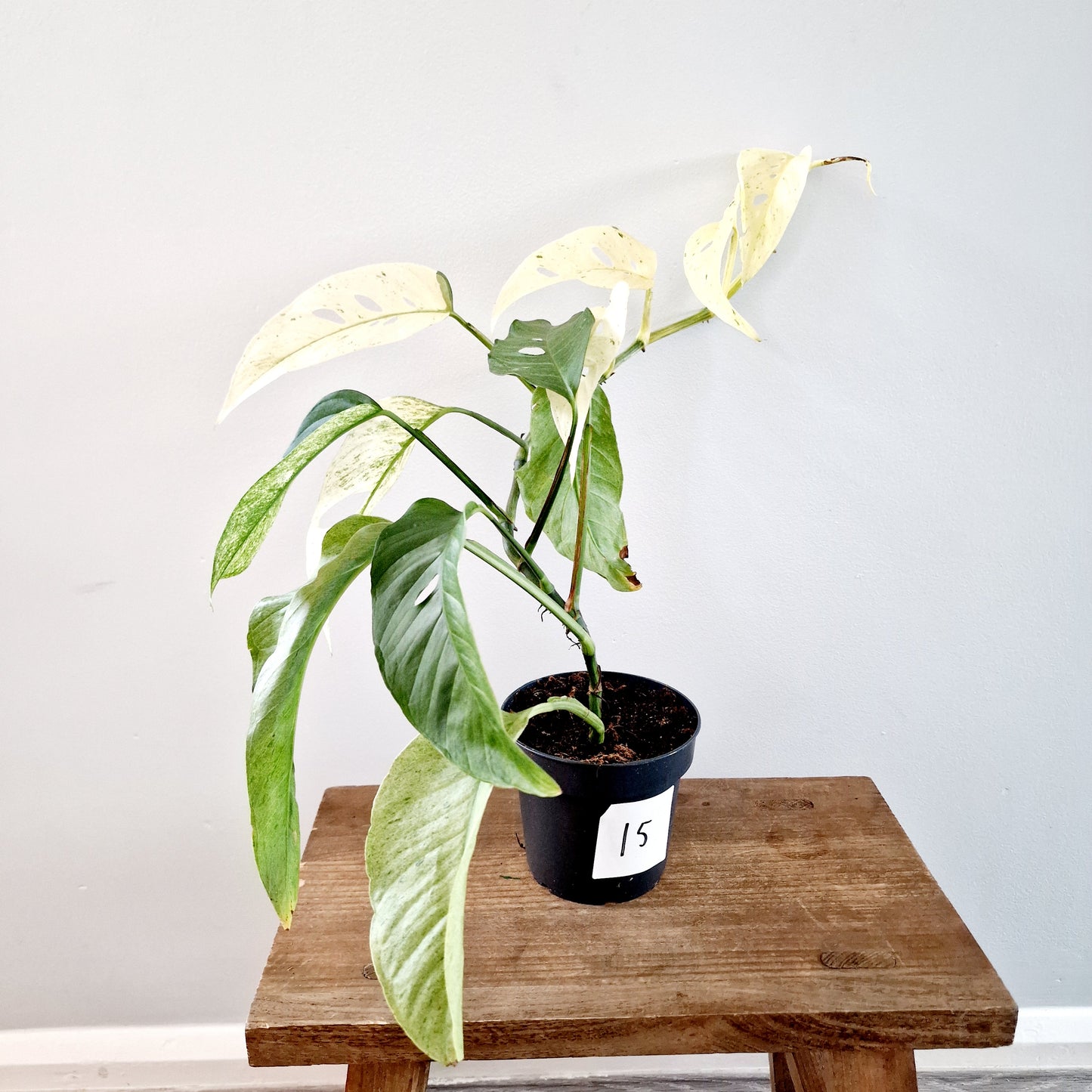 Monstera Laniata Mint Rare Houseplant 12cm pot (15)