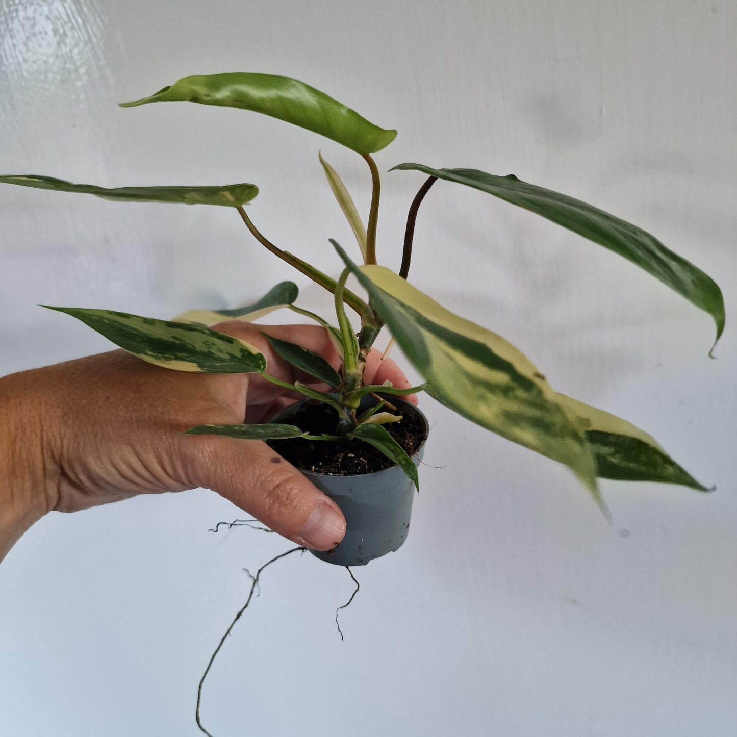 Philodendron Florida Beauty Rare Houseplant 6cm pot