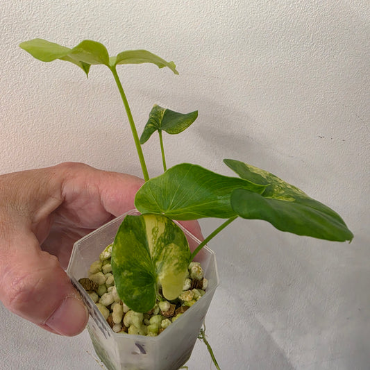Thaumatophyllum Bipinnatifidum Aurea – Exact Plant #1