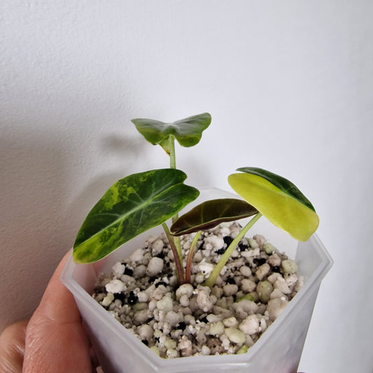 Alocasia Suhirmaniana Aurea Variegation – Exact Plant (2)