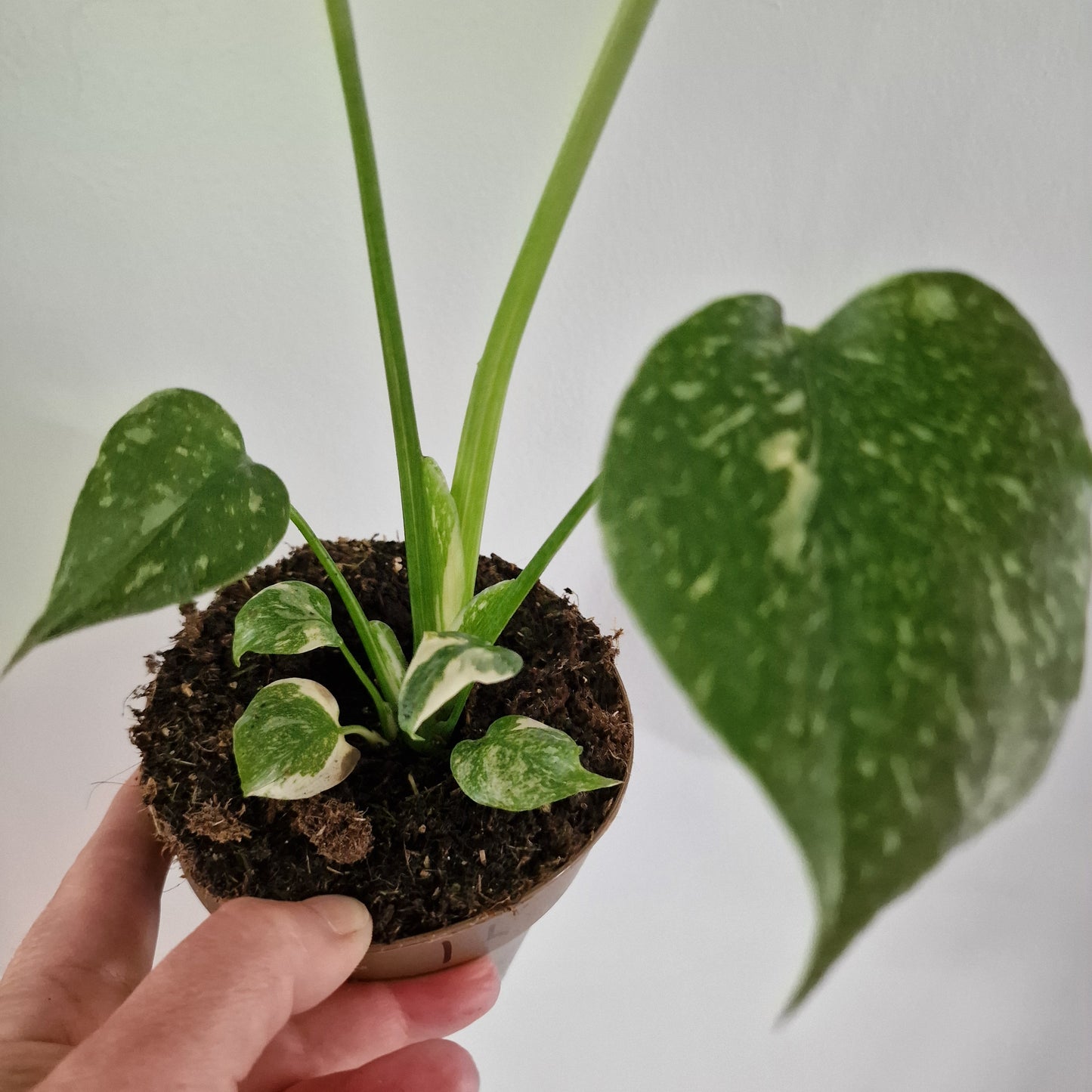 Monstera Thai Constellation Rare Houseplant 11cm pot (1m)