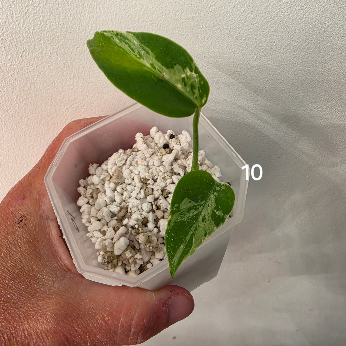 Monstera Bulbasaur 7cm pot – Choose Your Own