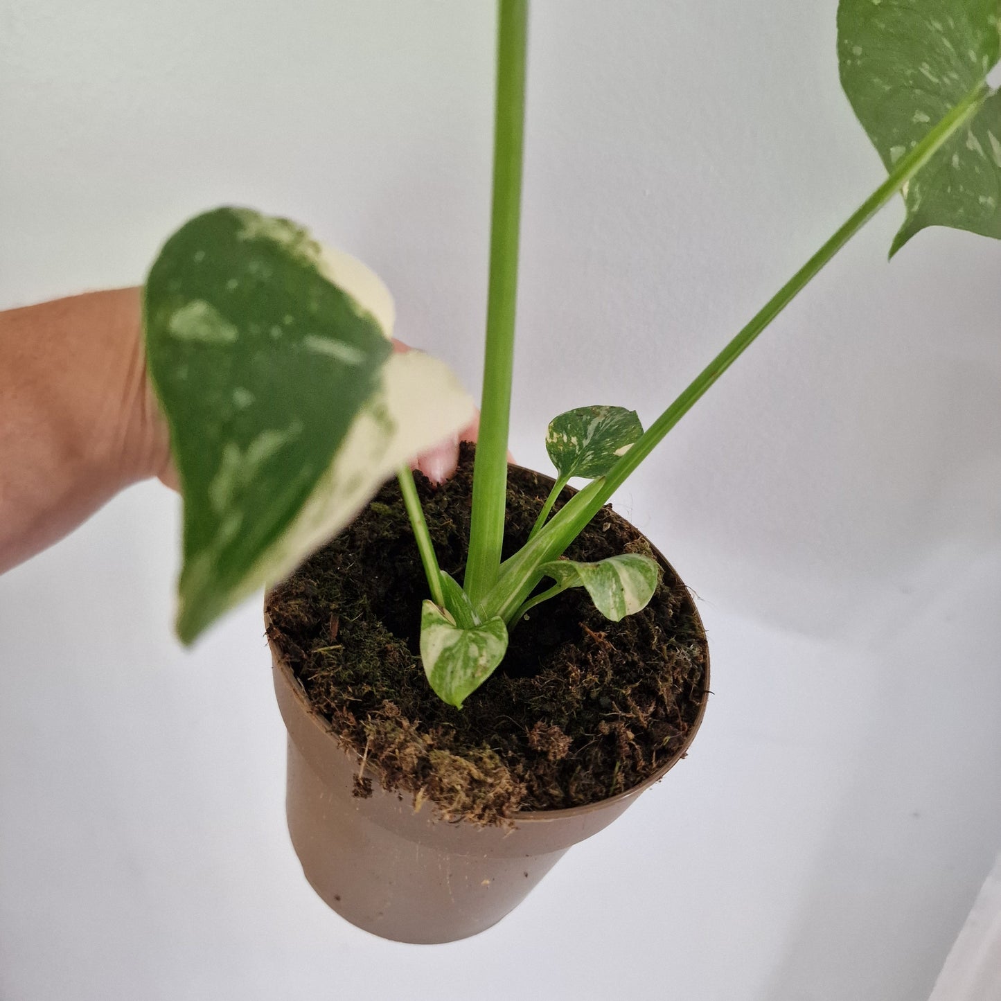 Monstera Thai Constellation Rare Houseplant 11cm pot (1i)