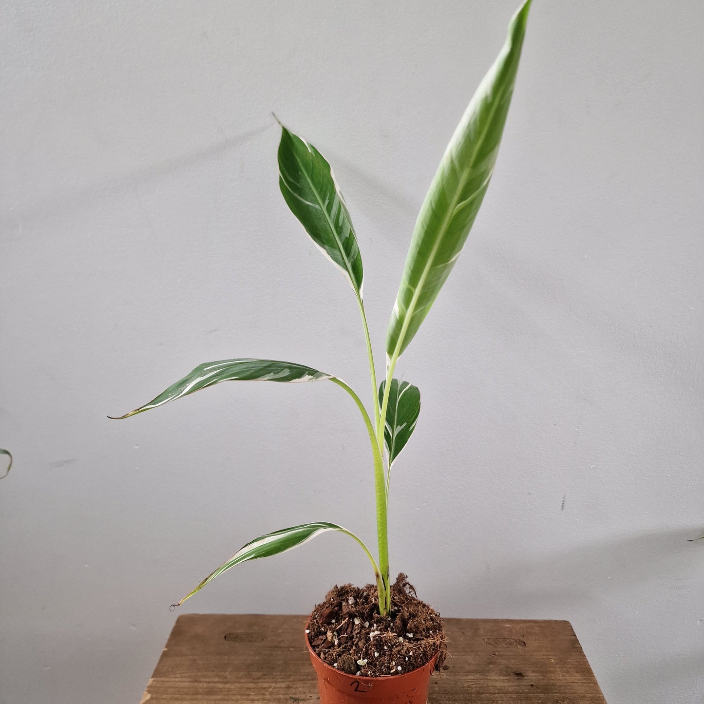 Musa Florida Rare Houseplant approx 40cm tall 10.5cm pot (2)