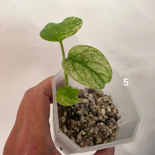 White Monstera – Choose Your Plant