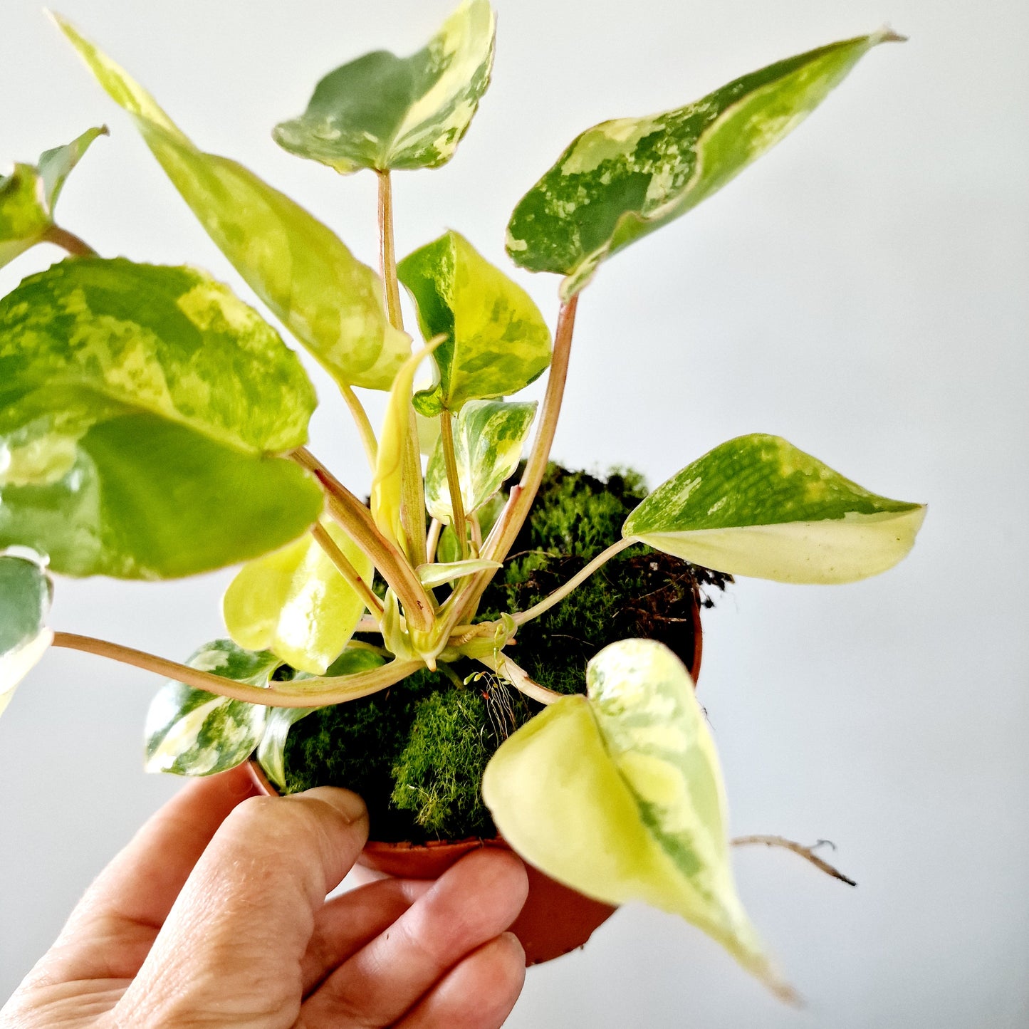 Philodendron Burle Marx Variegata Houseplant 10.5cm pot (2)