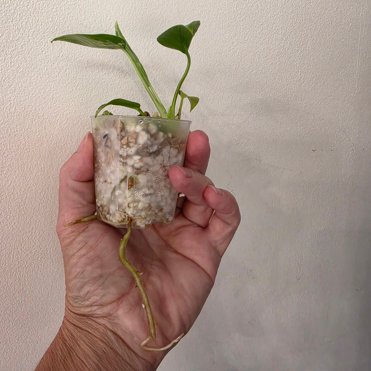Monstera Bulbasaur – Fully Acclimatised | Exact Plant #2