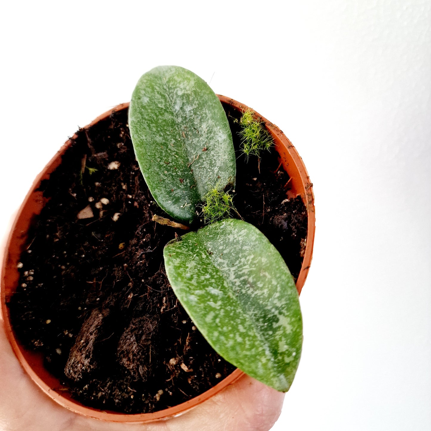 Hoya Carnosa Grey Ghost Houseplant 10.5cm pot