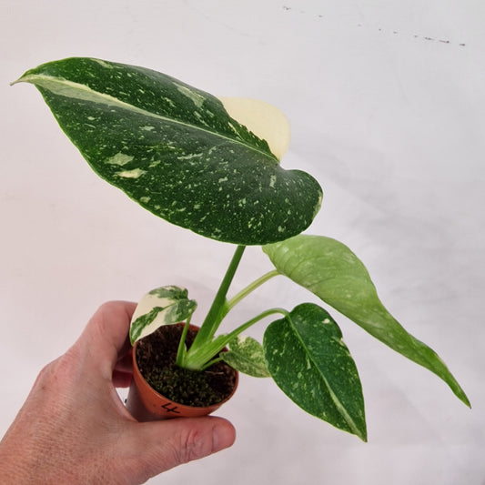 Monstera Thai Constellation – 6cm Pot (#4)