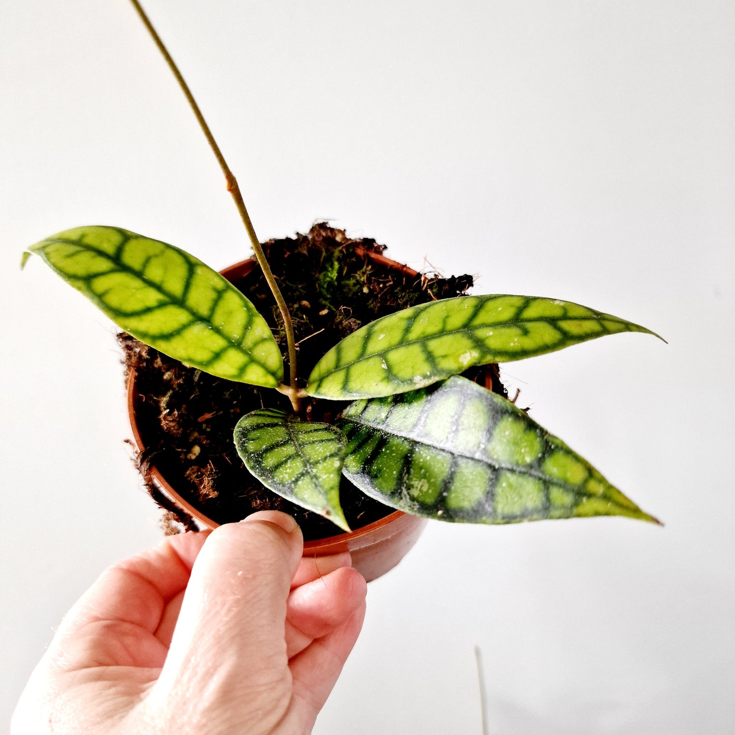 Hoya Black Cat Houseplant 10.5cm pot