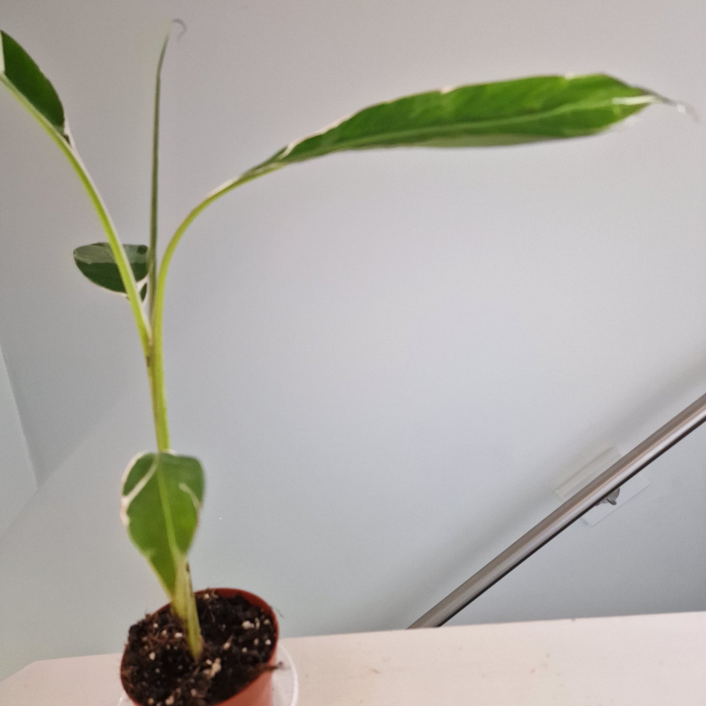 Musa Florida Rare Houseplant approx 40cm tall 10.5cm pot (3)