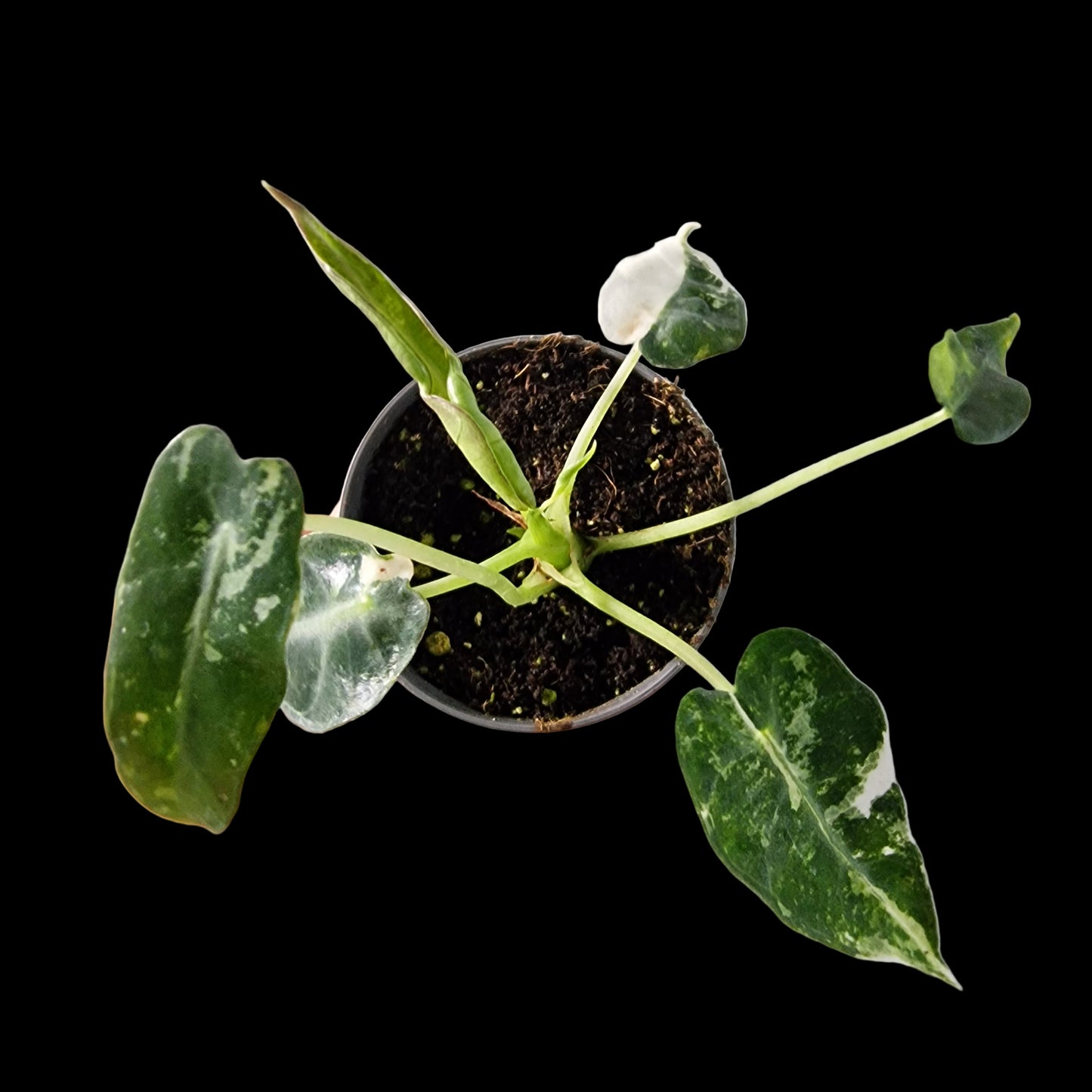 Alocasia Green Bambino Variegated Rare Houseplant 6cm pot (1)