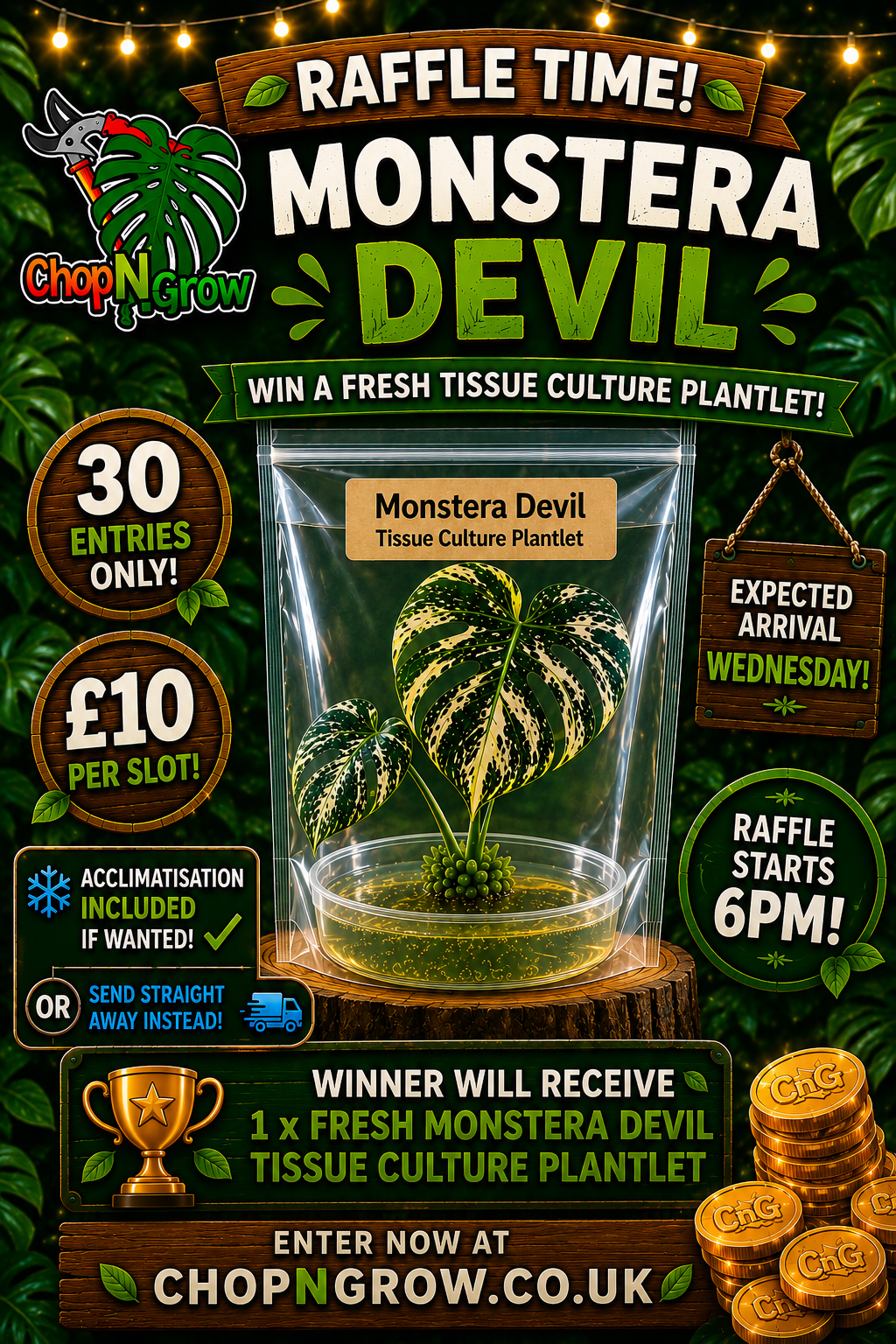 Monstera Devil Tissue Culture see description