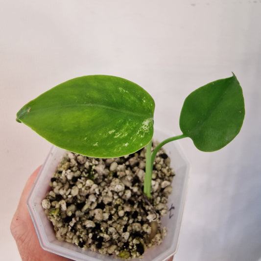Monstera Devil – Acclimatised TC - Exact Plant (4)