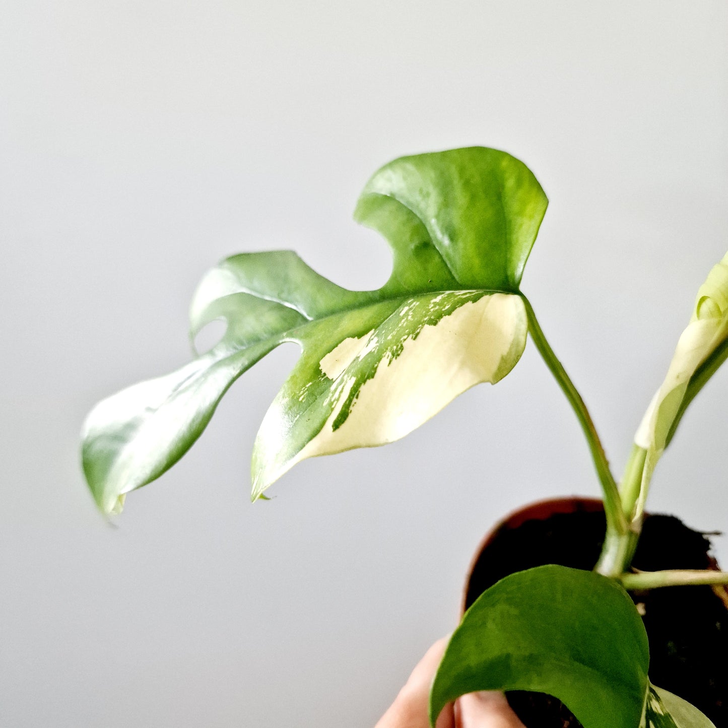Rhaphidophora Tetrasperma Houseplant 10.5cm pot (1)