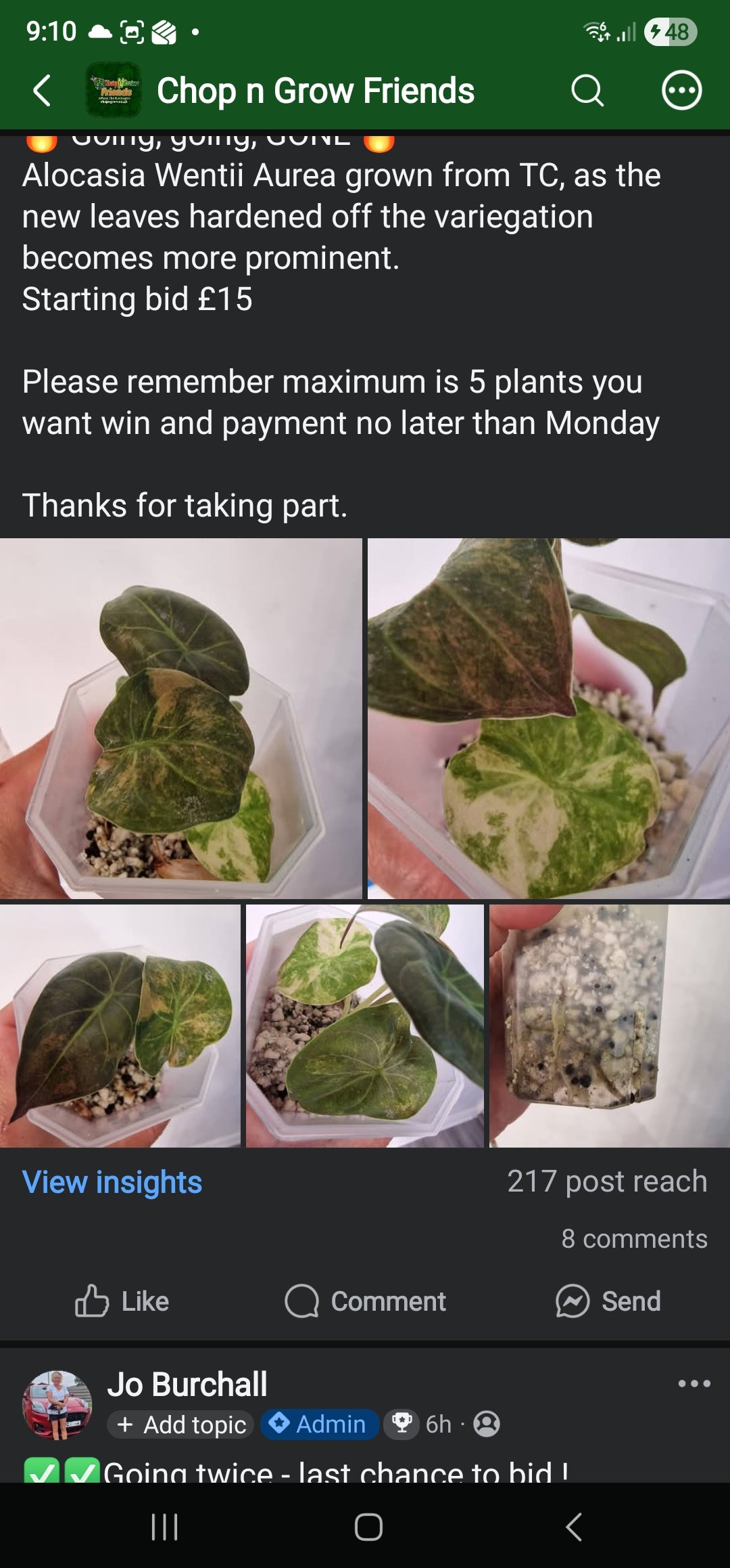 Chop n Grow Friends sale - Lucky Wentii Aurea