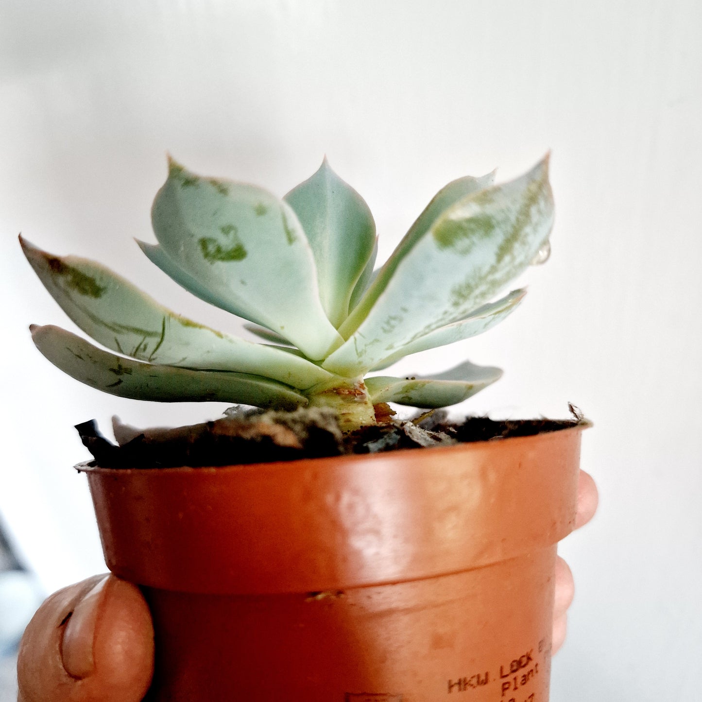 Succulant Houseplant Rehab 8.5cm pot
