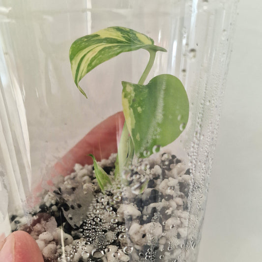 PRE-ORDER – Monstera Lemon Lime ‘Pom Pom’ - Young Exact TC Plant (#1)