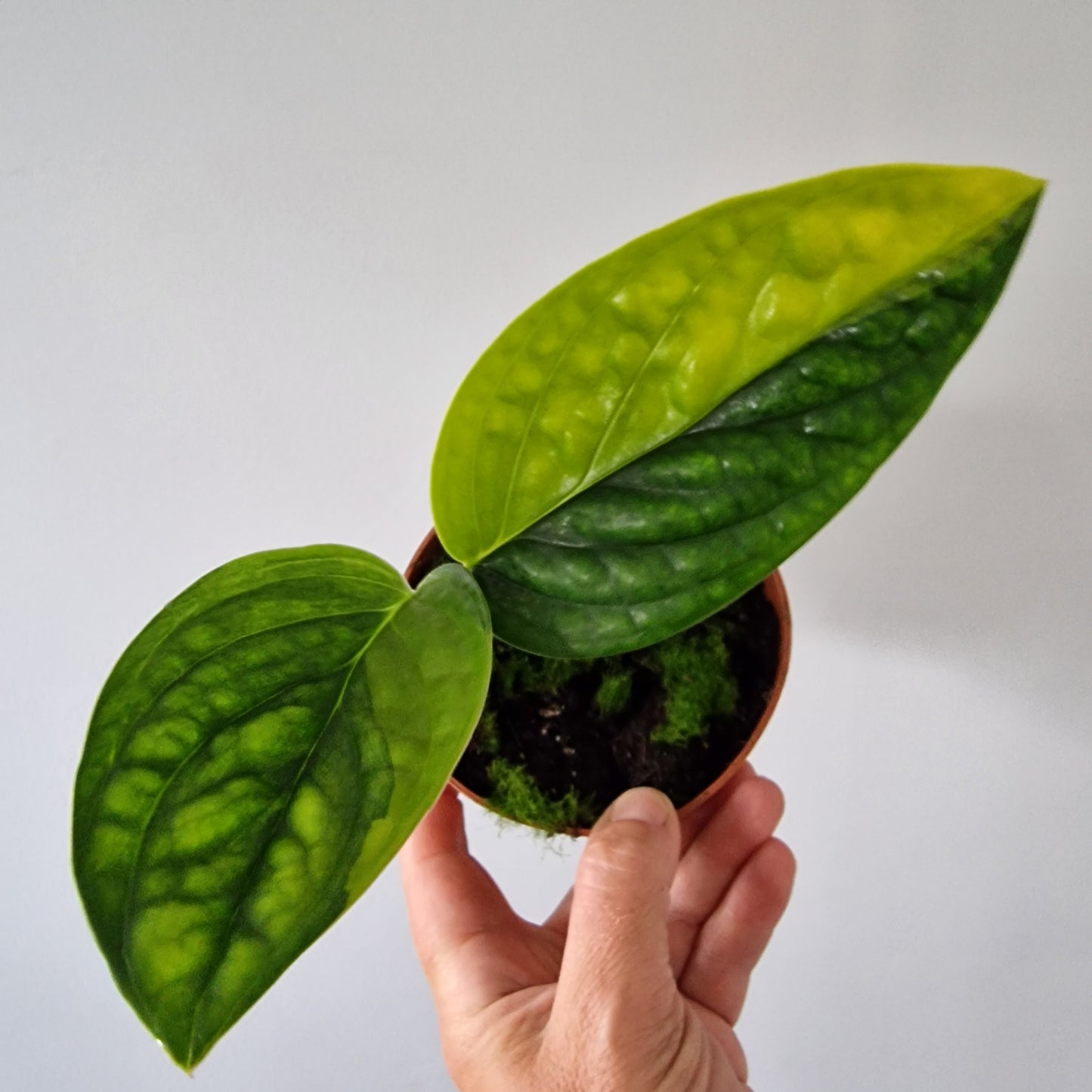 Monstera Variegated Peru Rare Houseplant 9cm pot (2)