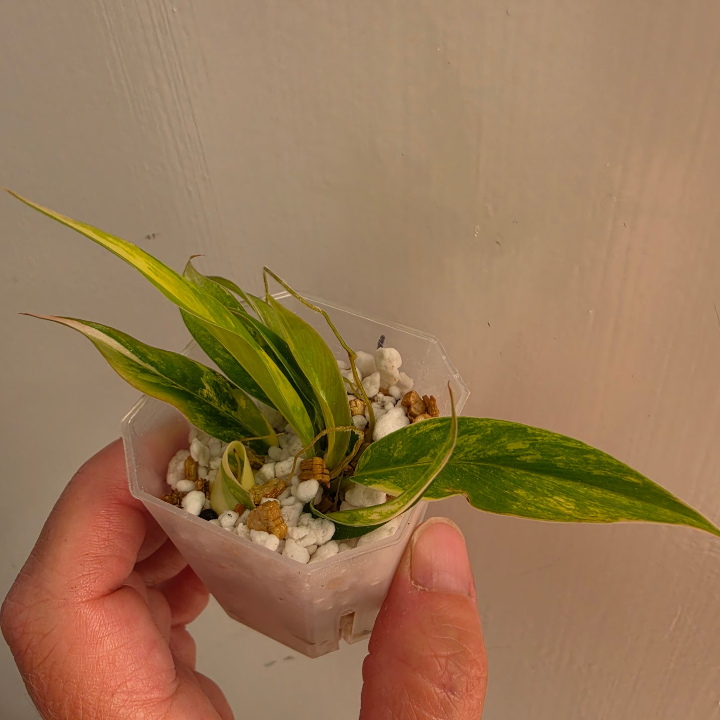 Philodendron Pedatum × Tortum Variegated (1) – Exact Plant - See Description