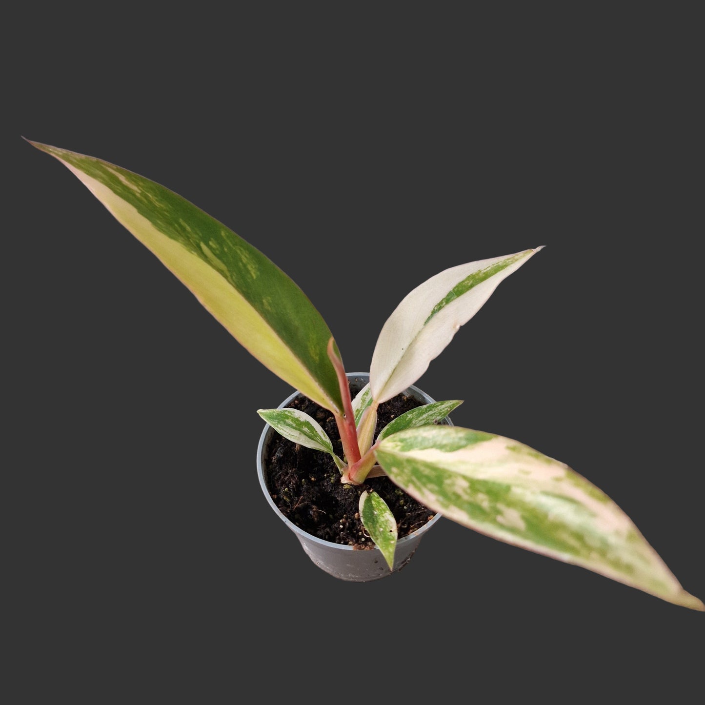 Philodendron Caramel Marble Rare Houseplant 6cm pot (1)