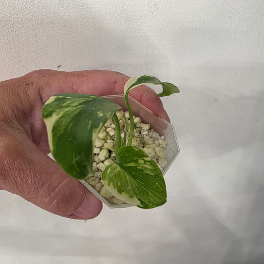 Monstera Electrolight – Exact Plant No. 2 - See Description