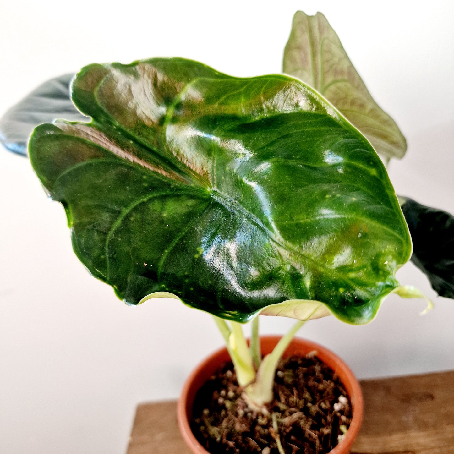Alocasia Green Unicorn Houseplant 14cm pot (2)