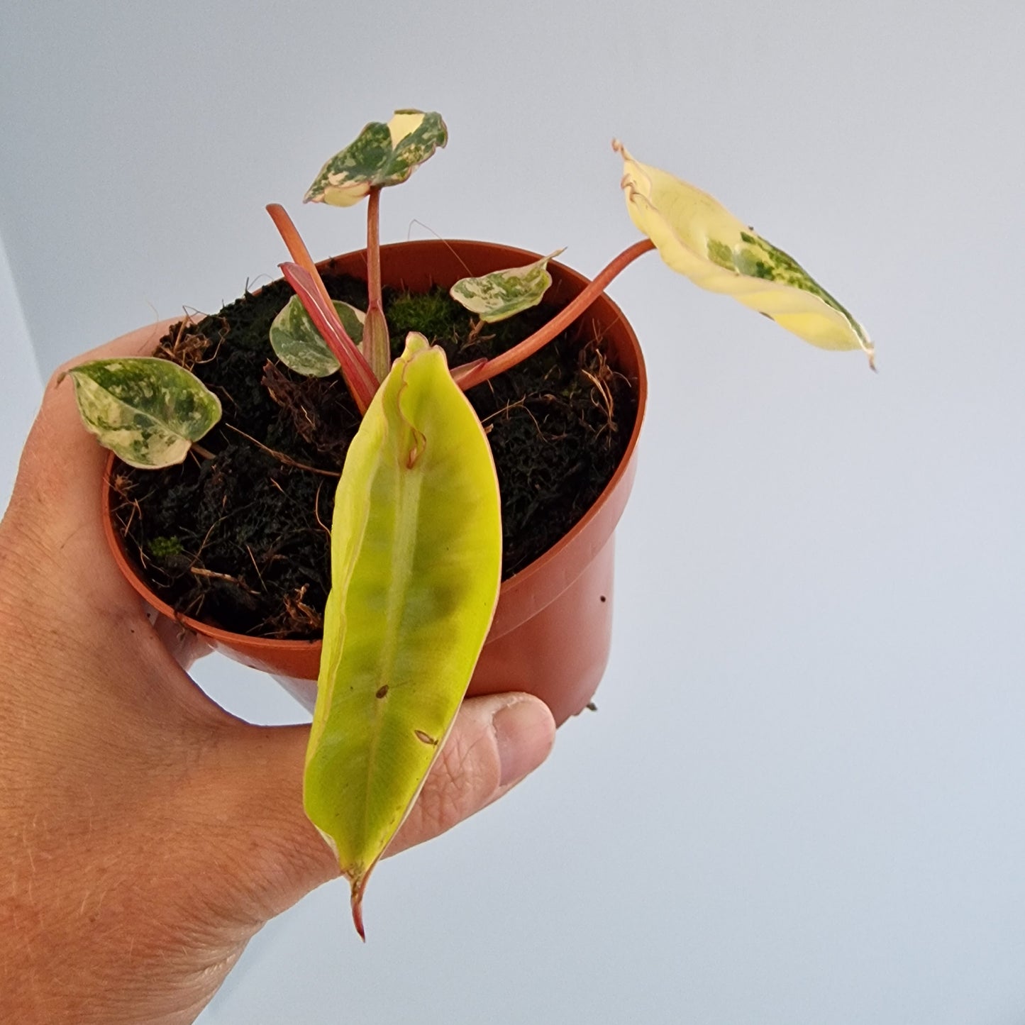 Philodendron Billietiae Variegated Houseplant 9cm pot