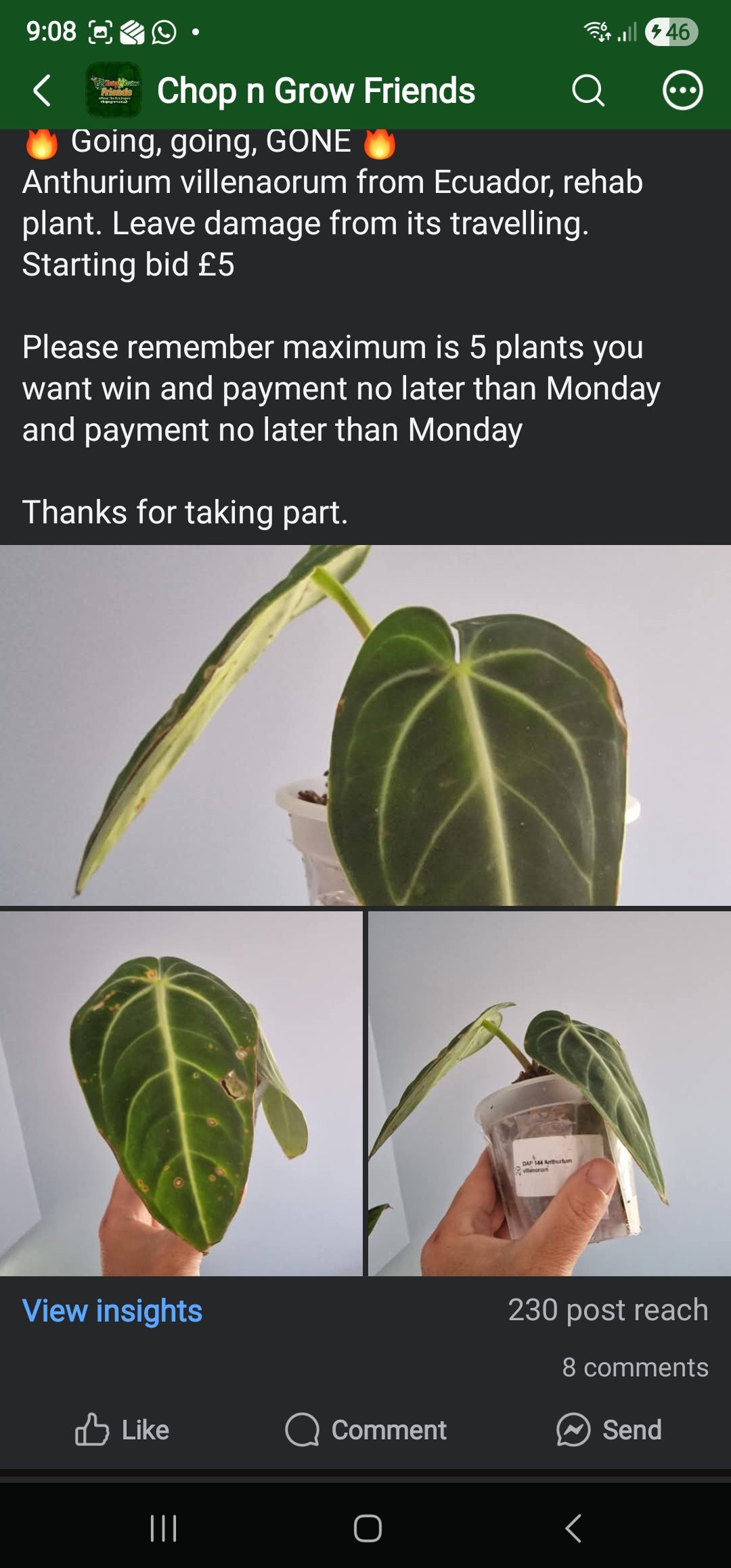 Chop n Grow Friends sale - Jupiter anthurium Villenaorum