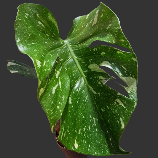 Monstera Thai Constellation Houseplant 12cm pot (3)
