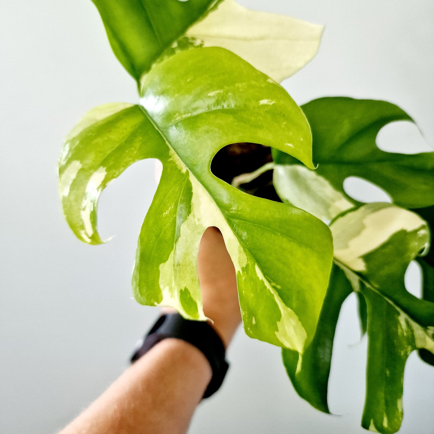 Rhaphidophora Tetrasperma Houseplant 10.5cm pot (4)