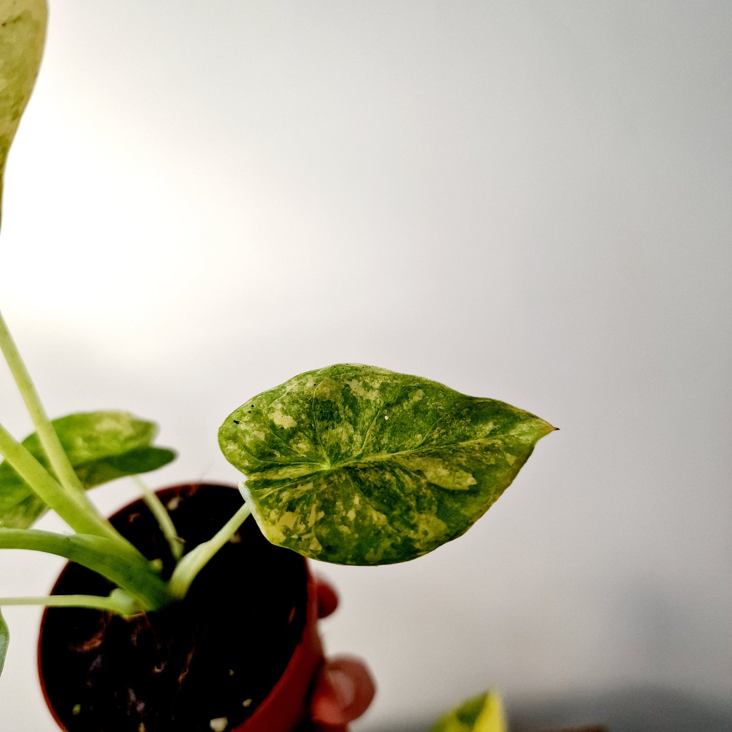 Alocasia Odora Yellow Variegated Houseplant 7cm pot (1)