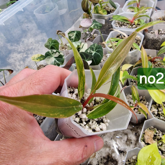Philodendron Caramel Marble - choose your own