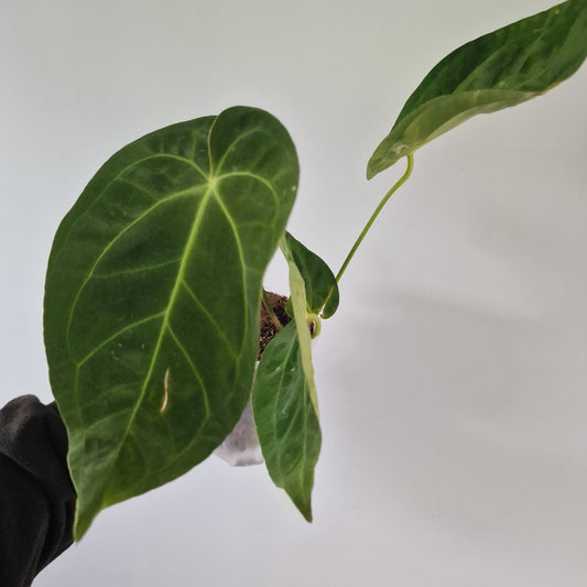 Ecuagenera Rehab Anthurium Silver Blush x Anth papillilaninum Inverse Crossing