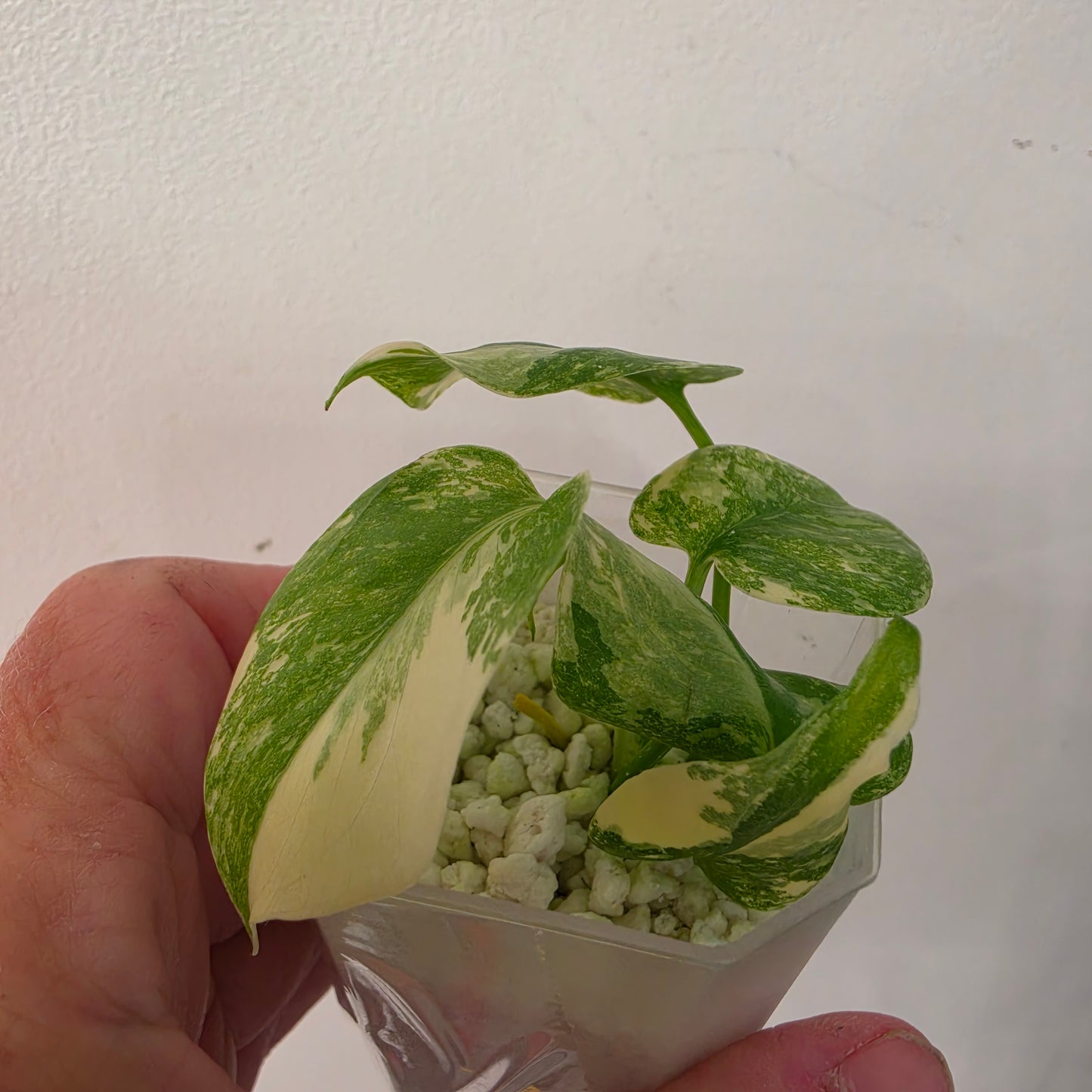 Monstera Crème Brûlée – Exact Plant No. 7 - See Description